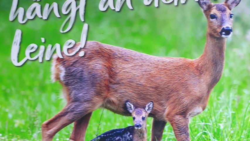 Jäger ist wütend: Grausamer Tod eines Rehkitzes beim „Hohlen Fels“ in Happurg Jäger ist wütend: Grausamer Tod eines Rehkitzes beim „Hohlen Fels“ in Happurg