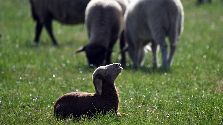 Schafe sind leichte Beute für Raubtiere: Sie sind wehrlos und ihr Fluchtreflex ist nicht mehr stark ausgeprägt. (Archivbild) Schafe sind leichte Beute für Raubtiere: Sie sind wehrlos und ihr Fluchtreflex ist nicht mehr stark ausgeprägt. (Archivbild)
