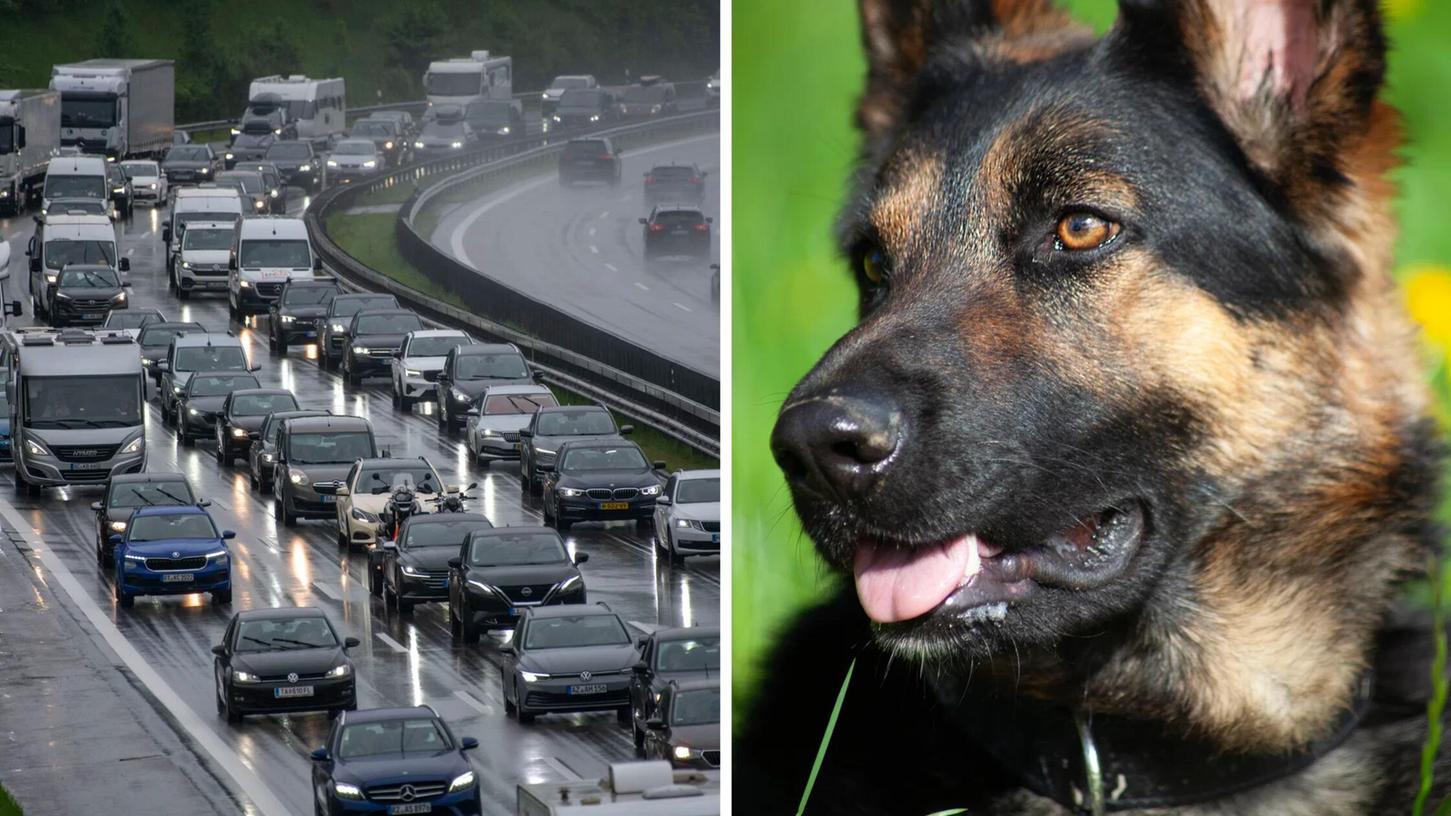 Der entlaufene Schäferhund sorgte für Stau auf der A93 in der Oberpfalz (Symbolbilder). Der entlaufene Schäferhund sorgte für Stau auf der A93 in der Oberpfalz (Symbolbilder).