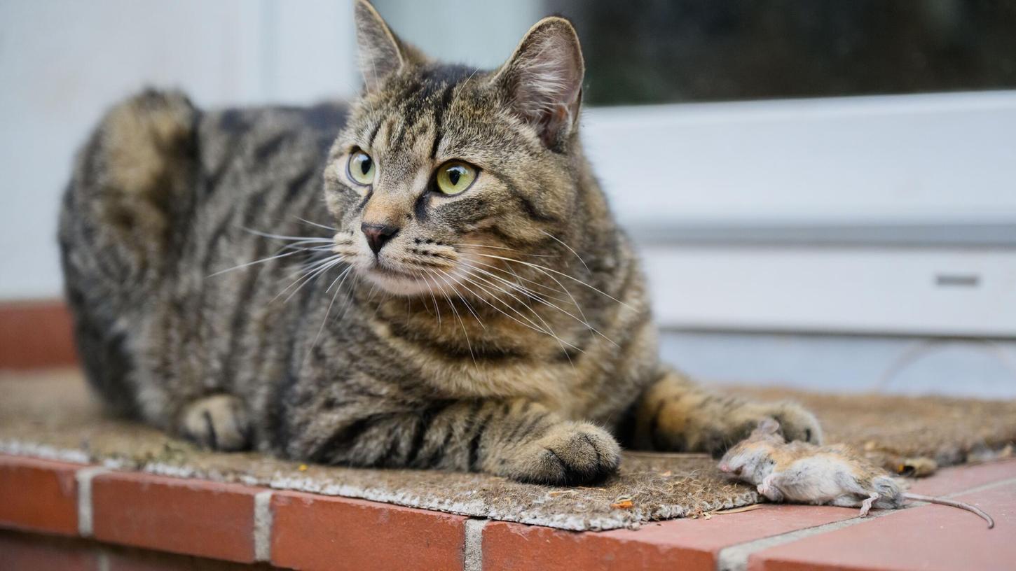 Glücklicherweise machte sich das zurückgelassene Tier durch lautes Miauen bemerkbar - denn die Besitzerin hatte offenbar wenig Interesse am Wohlergehen ihrer Katze (Symbolbild). Glücklicherweise machte sich das zurückgelassene Tier durch lautes Miauen bemerkbar - denn die Besitzerin hatte offenbar wenig Interesse am Wohlergehen ihrer Katze (Symbolbild).