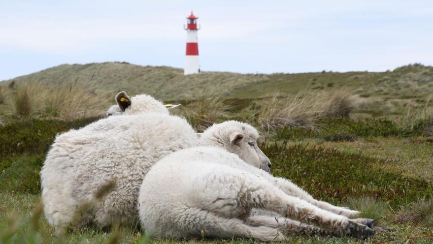 Immer wieder riss der Goldschakal Lämmer auf Sylt. Immer wieder riss der Goldschakal Lämmer auf Sylt.