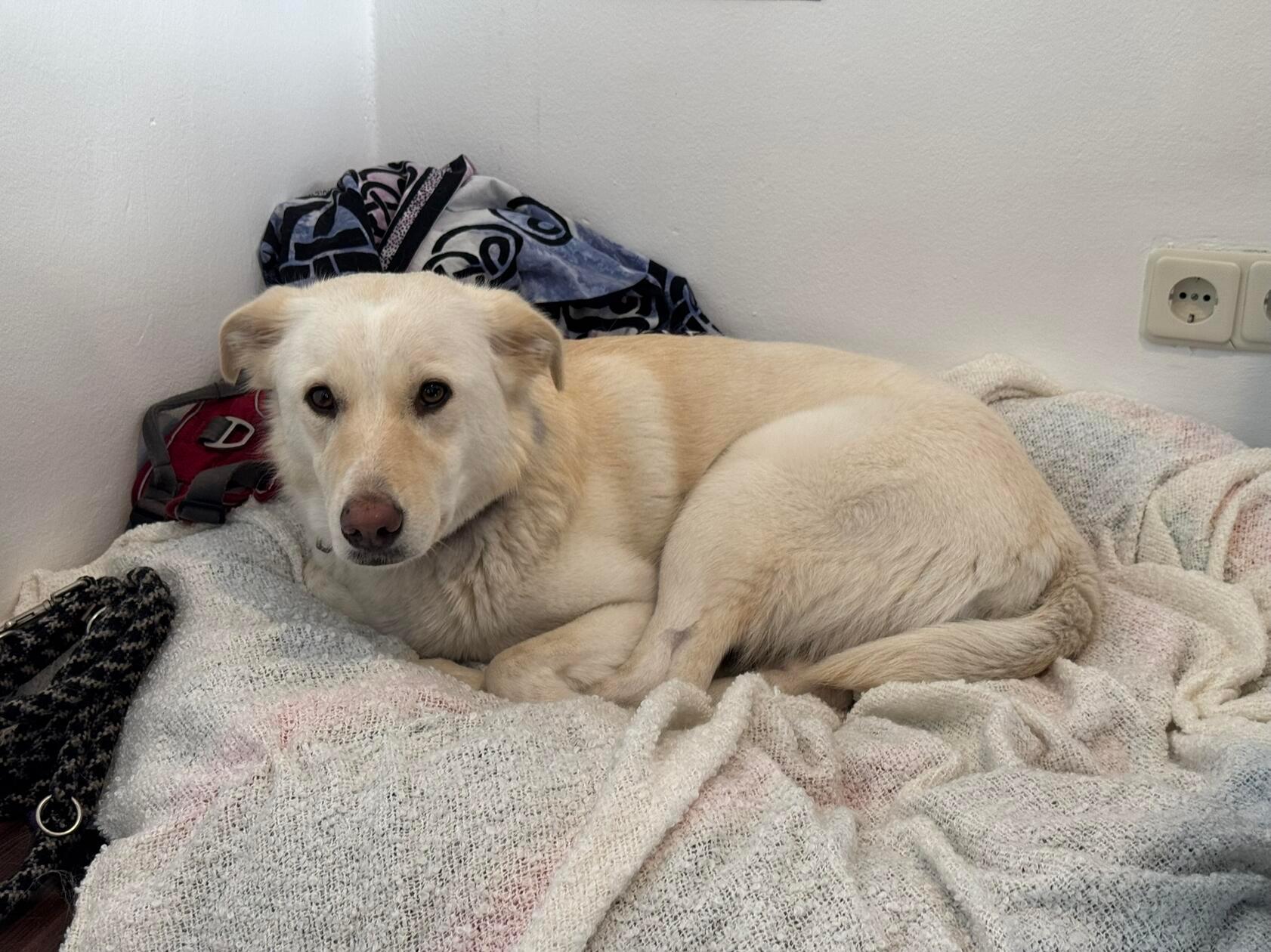 Immer mit dabei: Der Familienhund Patti.