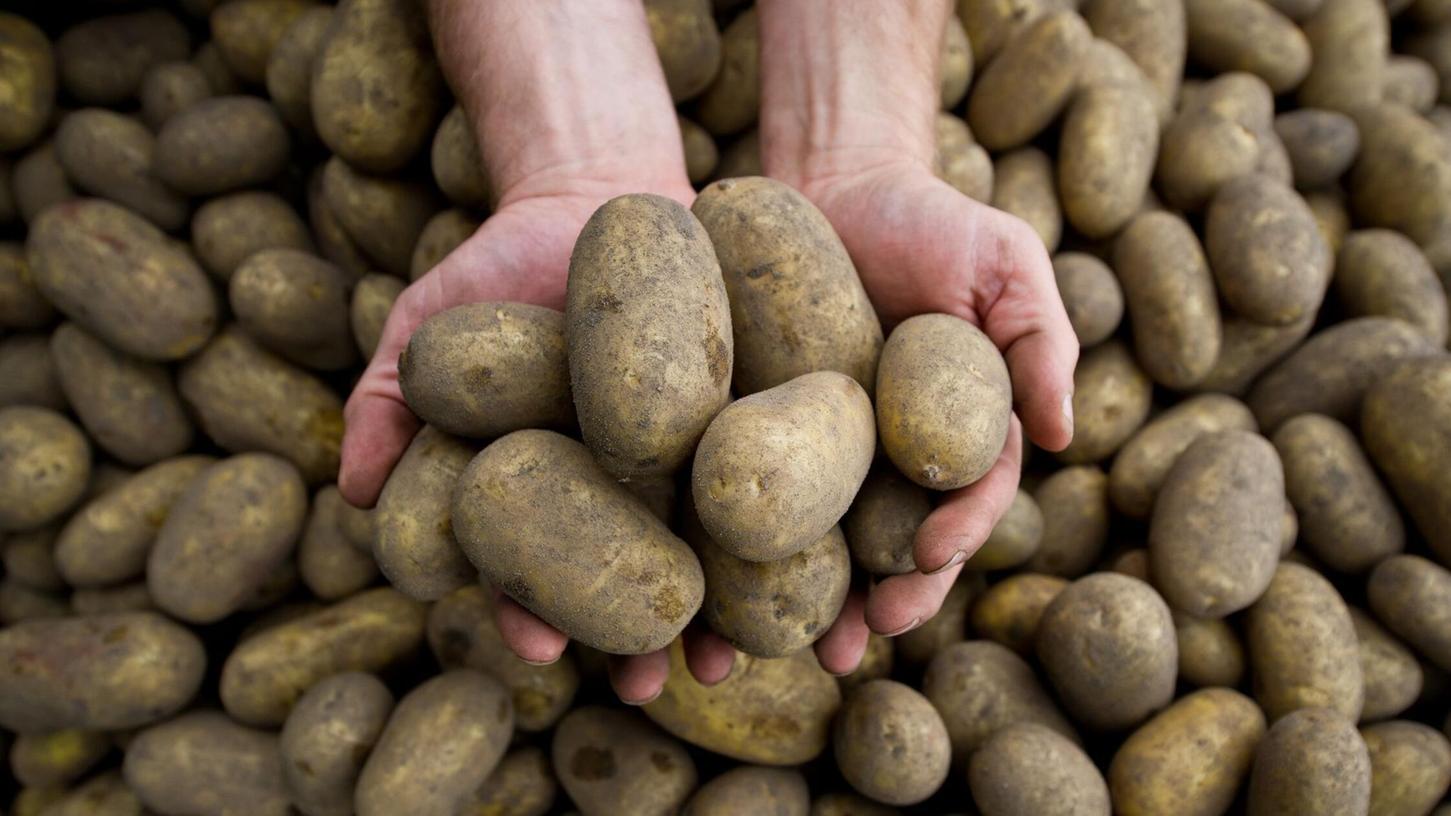 Die Pflanzenkrankheit Stolbur bedroht auch heimische Kartoffeln. Die Pflanzenkrankheit Stolbur bedroht auch heimische Kartoffeln.