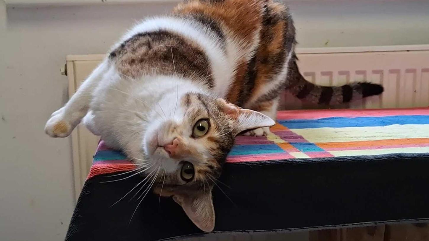 Auf der Suche nach einem neuen Zuhause: Die dreifarbige Katze Fanny ist ein wahres Schätzchen und fast schon vergnügungssteuerpflichtig: Auf der Suche nach einem neuen Zuhause: Die dreifarbige Katze Fanny ist ein wahres Schätzchen und fast schon vergnügungssteuerpflichtig: