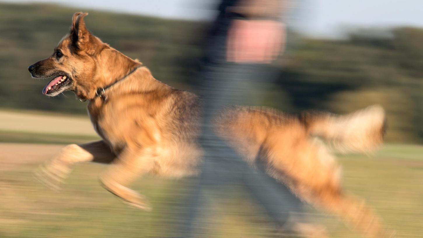 Unvermittelt hat ein Hund in Bayreuth einen Fahrradfahrer angesprungen und ihn dann gebissen (Symbolbild). Unvermittelt hat ein Hund in Bayreuth einen Fahrradfahrer angesprungen und ihn dann gebissen (Symbolbild).
