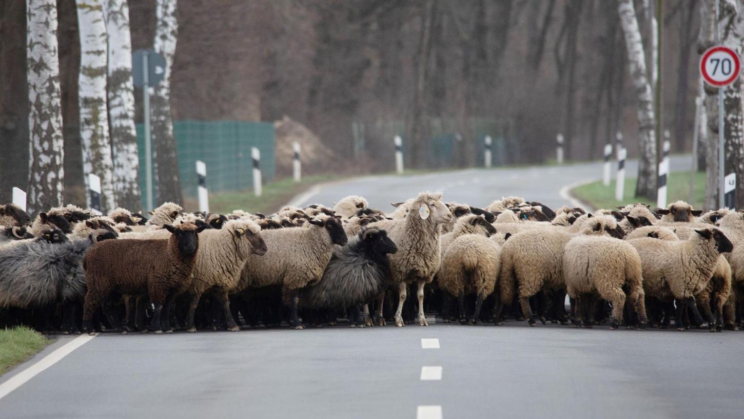 Rund 30 Schafe mussten wieder eingefangen werden (Symbolbild). Rund 30 Schafe mussten wieder eingefangen werden (Symbolbild).