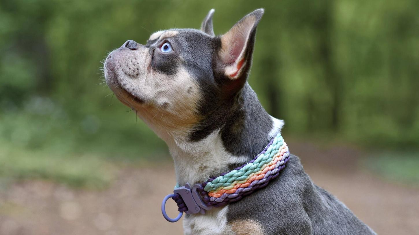 Eine Französische Bulldogge (hier ein Symbolbild) starb auf der B13 nahe Ansbach. Eine Französische Bulldogge (hier ein Symbolbild) starb auf der B13 nahe Ansbach.