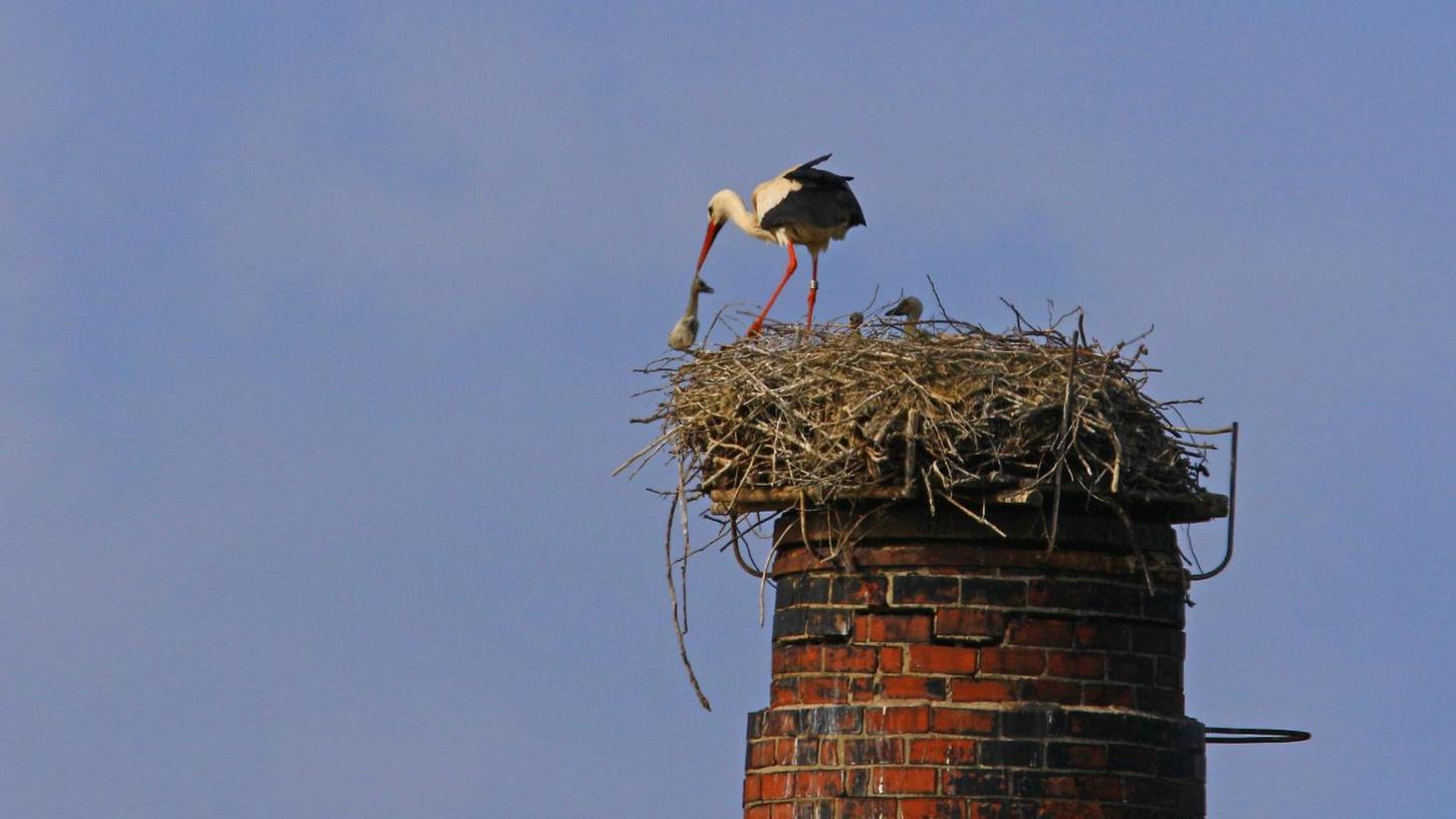 Wegen des ausbleibenden Regens im Frühjahr finden Weißstörche für sich und ihre Jungen weniger kleine Beutetiere wie Regenwürmer, Amphibien und Mäuse. Wegen des ausbleibenden Regens im Frühjahr finden Weißstörche für sich und ihre Jungen weniger kleine Beutetiere wie Regenwürmer, Amphibien und Mäuse.