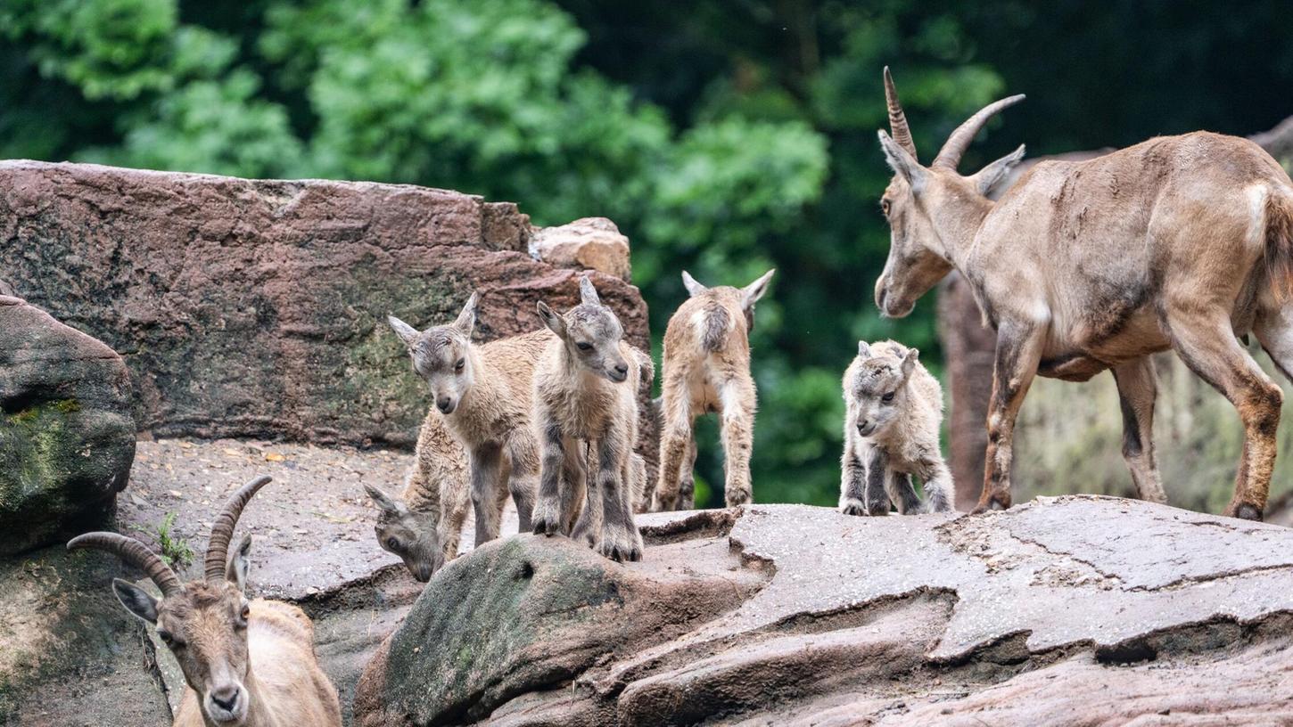 Sehr niedlich - im Tiergarten sind neun Alpensteinböcke auf die Welt gekommen. Sehr niedlich - im Tiergarten sind neun Alpensteinböcke auf die Welt gekommen.