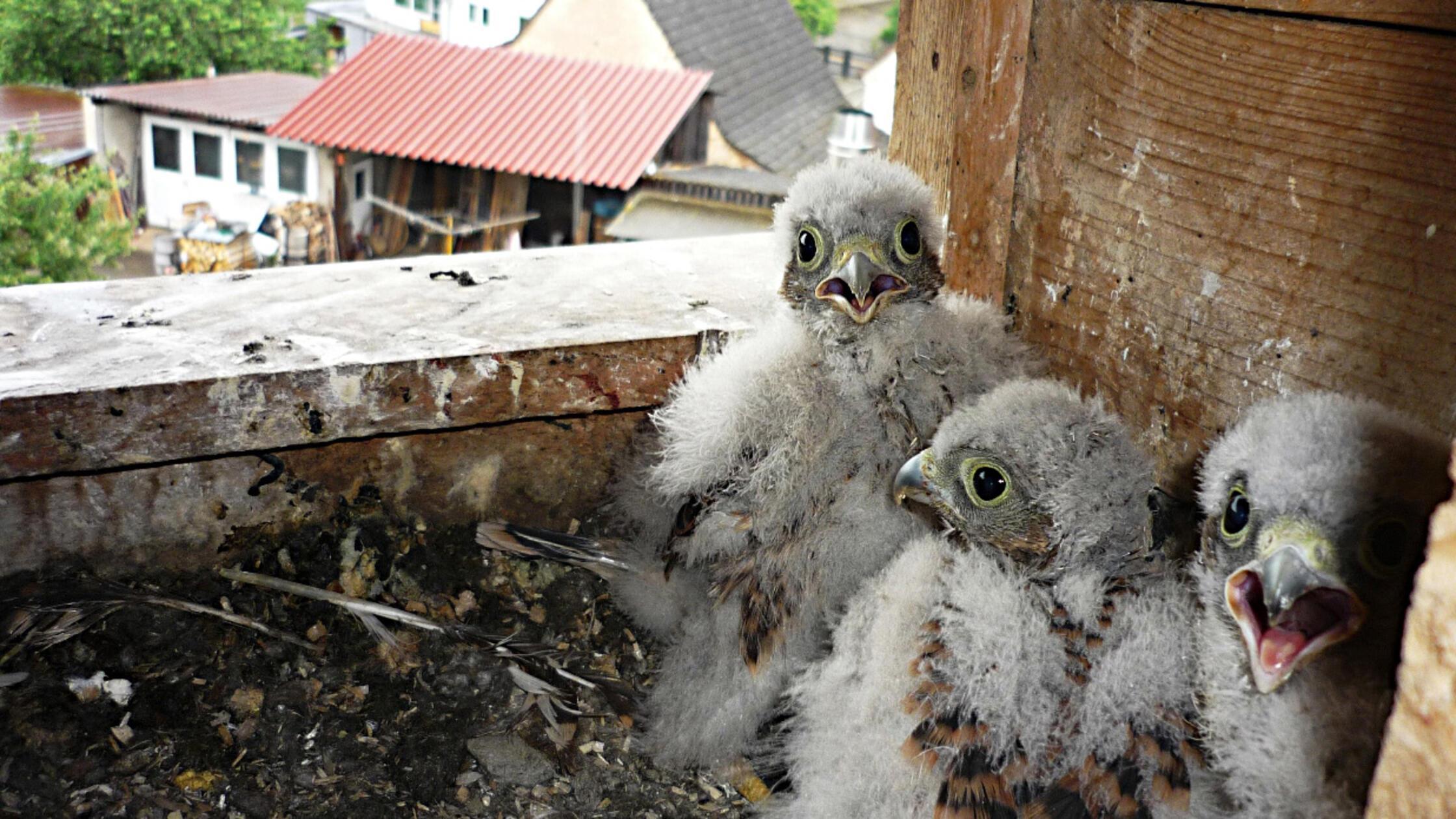 FalkenkuekenKroder008