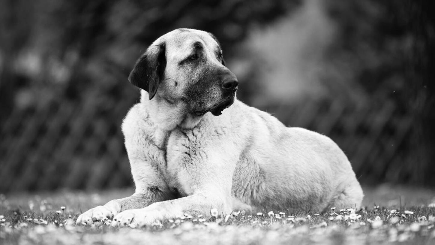 Alfi lebte sechs Jahre lang im Tierheim Nürnberg. Nun wurde er eingeschläfert. Alfi lebte sechs Jahre lang im Tierheim Nürnberg. Nun wurde er eingeschläfert.