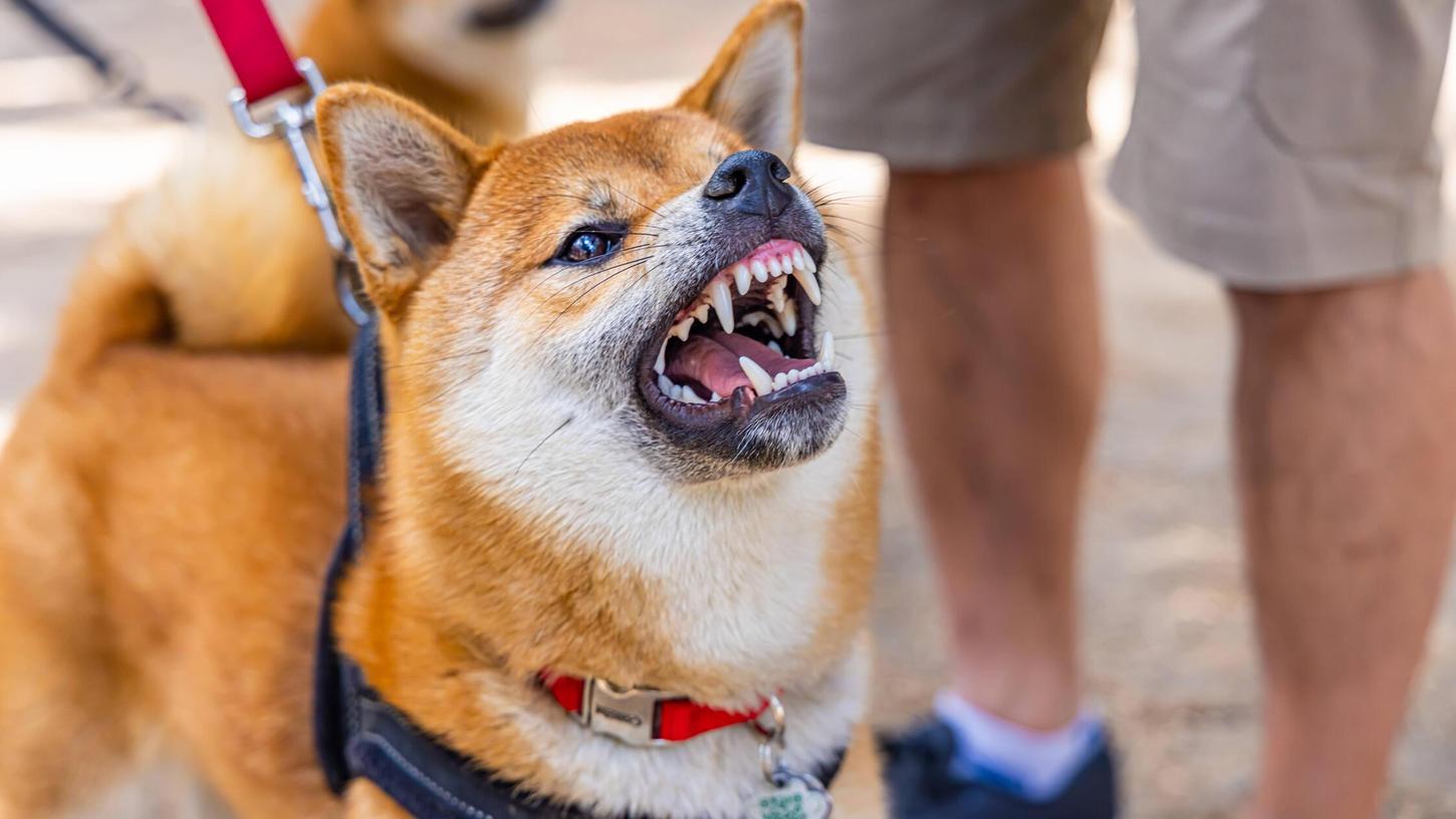 Der Hund war angeleint, trug allerdings keinen Maulkorb. (Symbolbild) Der Hund war angeleint, trug allerdings keinen Maulkorb. (Symbolbild)