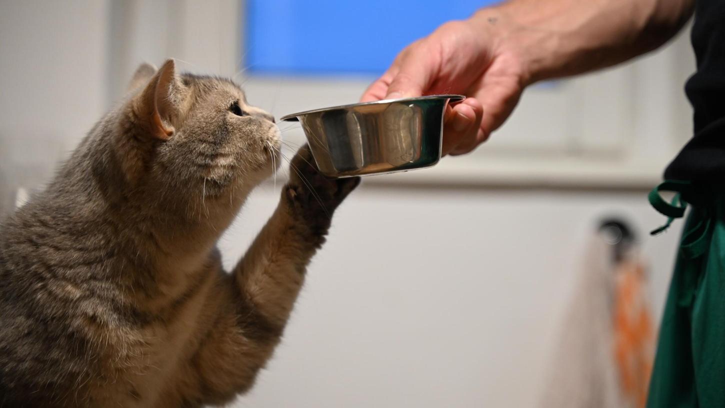 Das vom Rückruf betroffene Katzenfutter sollte nicht mehr verfüttert werden. (Symbolbild) Das vom Rückruf betroffene Katzenfutter sollte nicht mehr verfüttert werden. (Symbolbild)