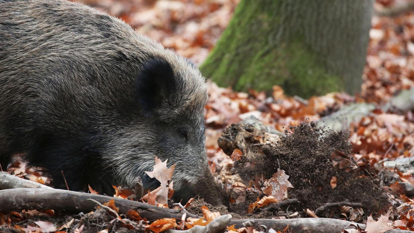 Ein Jäger hat in NRW ein totes Wildschwein gefunden, bei dem der Verdacht auf die Afrikanische Schweinepest (ASP) bestätigt wurde. (Archivbild) Ein Jäger hat in NRW ein totes Wildschwein gefunden, bei dem der Verdacht auf die Afrikanische Schweinepest (ASP) bestätigt wurde. (Archivbild)