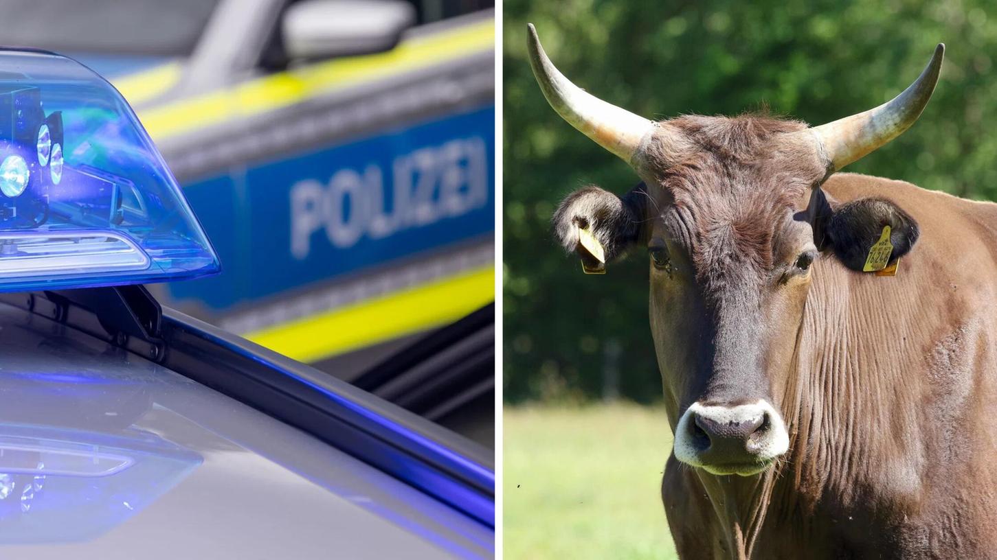 Ein Polizeibeamter erschoss den Stier. (Symbolbild) Ein Polizeibeamter erschoss den Stier. (Symbolbild)