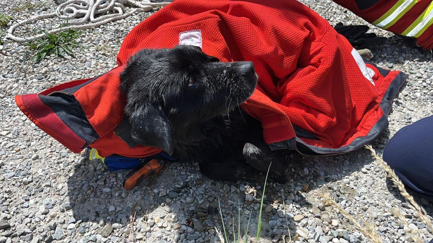 Feuerwehr und Wasserwacht retteten die Hündin Mia aus dem Innkanal. Feuerwehr und Wasserwacht retteten die Hündin Mia aus dem Innkanal.