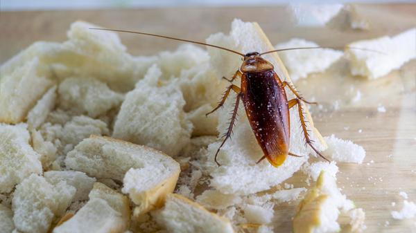 Close up of cockroach on a slice of bread., Close