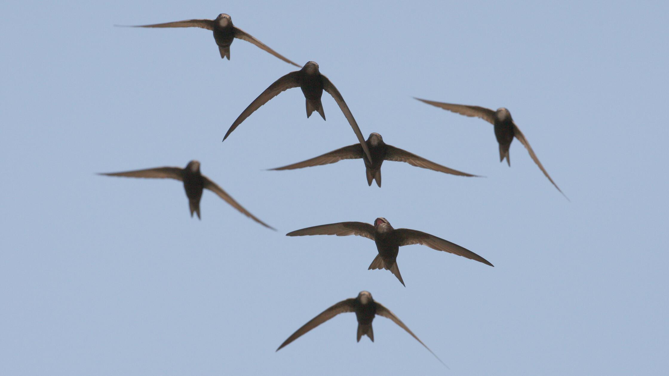 Ein Mauerseglerschwarm. Der Mauersegler ist 10 Mon