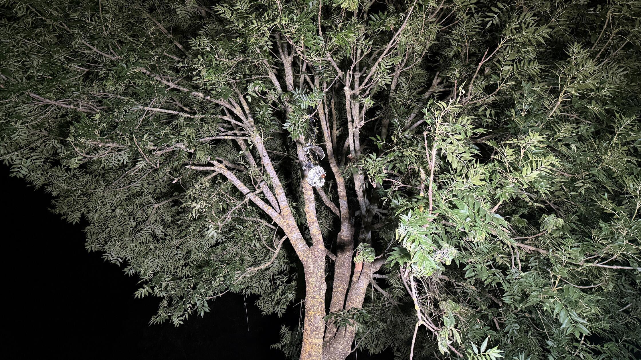 Flammen in der Nacht, ein zerstörter Wagen – und e