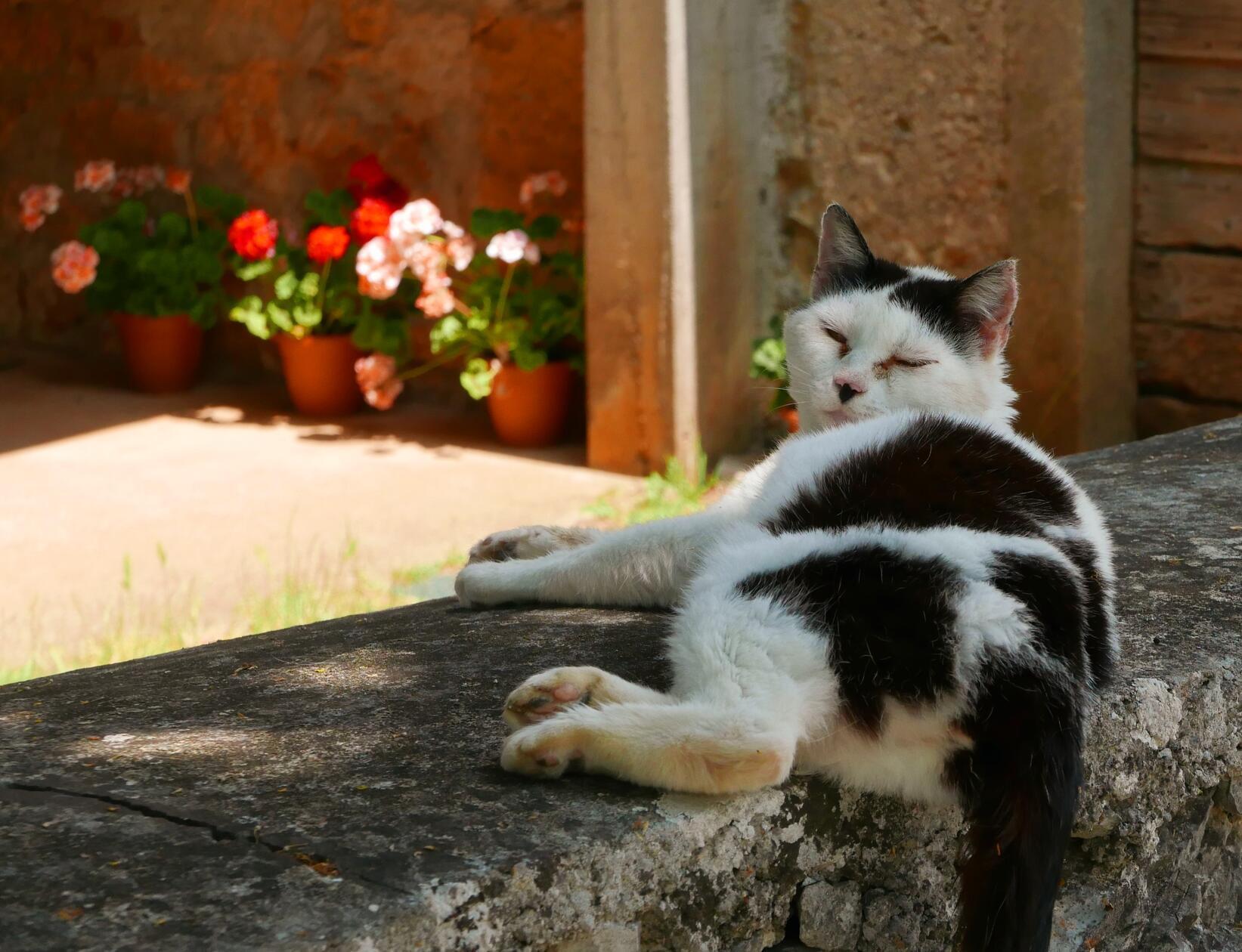 Eine Katze döst in einem Dorf auf der Mauer.
