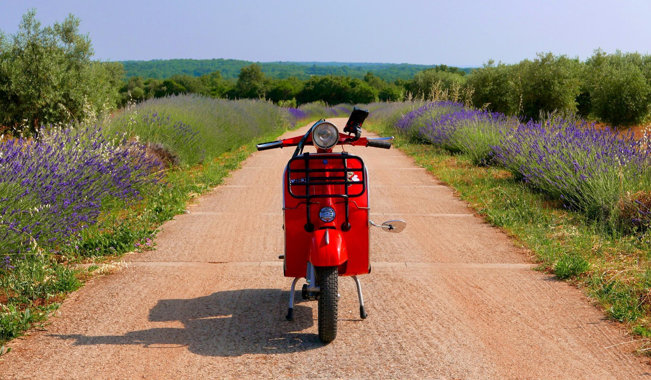 Die Lavendel-Zufahrt des Ölproduzenten Nono Remido.
