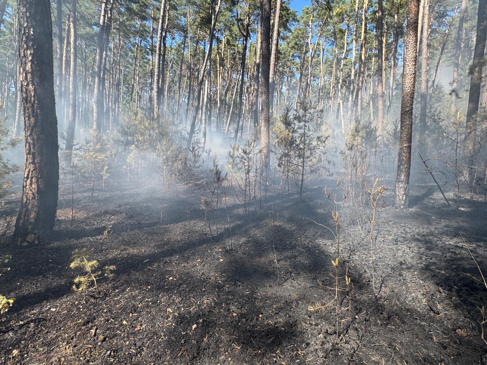 Betroffen ist nach neuesten Meldungen eine Fläche von inzwischen mehr 8.000 Quadratmetern im Landkreis Roth.