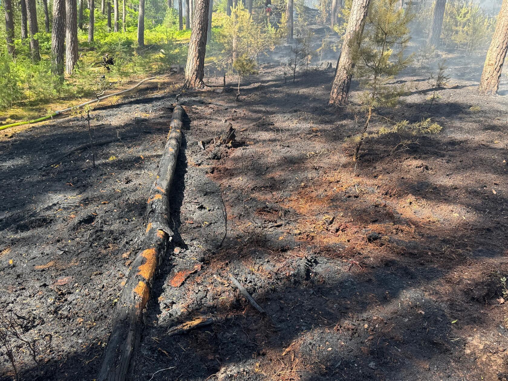 Der starke, böige Wind, der auch schon die letzten Tage über Franken wehte, fachte das Feuer weiter an und trieb es zunehmend in bewohnte Gebiete.