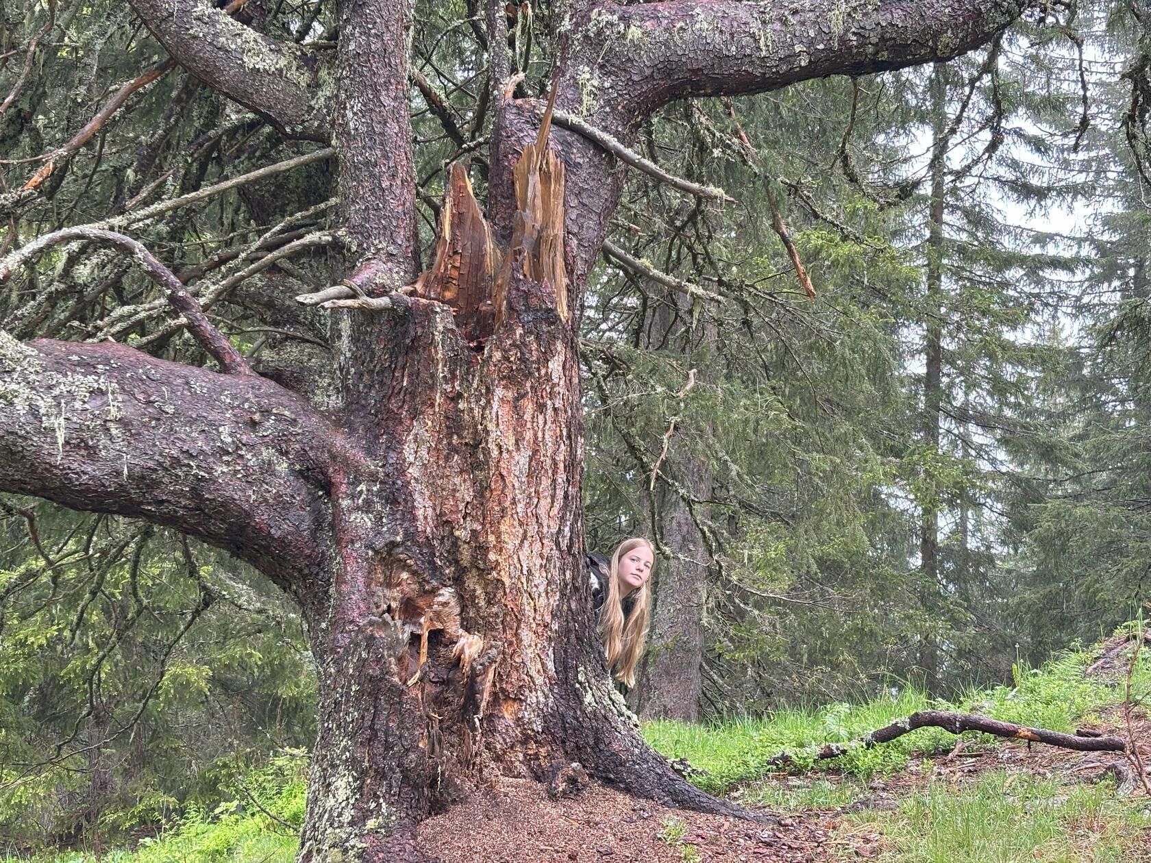 ... oder Besonderheiten in der Natur zu entdecken wie diesen alten Baum.