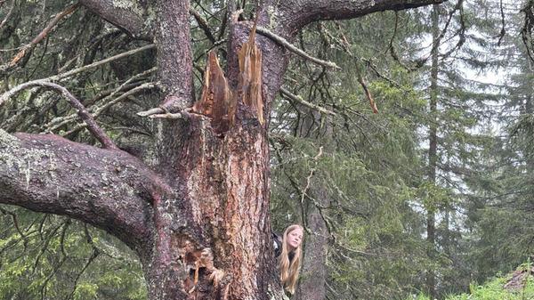 ... oder Besonderheiten in der Natur zu entdecken wie diesen alten Baum.