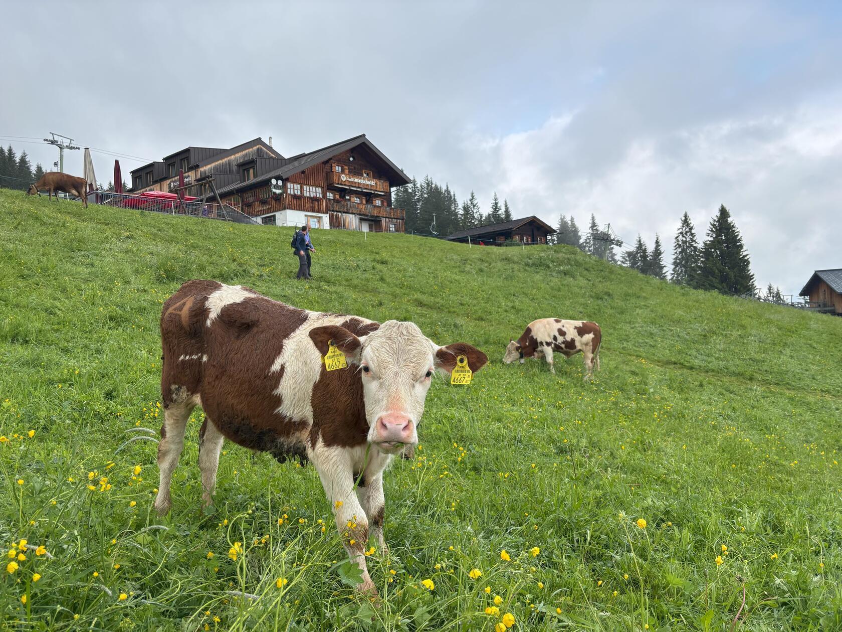 Am Ende des Forschungspfads, der für Kinder ab sechs Jahren geeignet ist, liegt die Mittelstation II Matschwitz auf 1.521 Metern. Hier begegnen Wanderer den Kühen direkt.