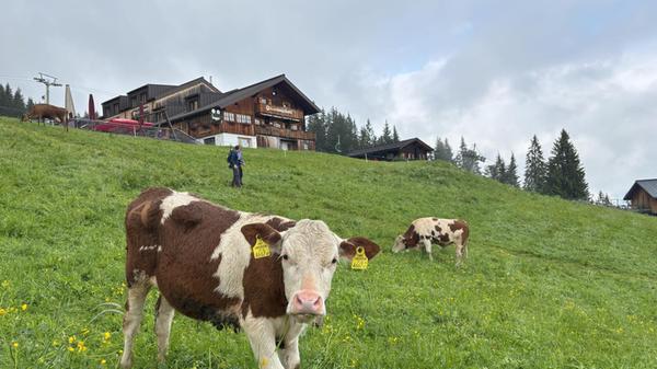 Am Ende des Forschungspfads, der für Kinder ab sechs Jahren geeignet ist, liegt die Mittelstation II Matschwitz auf 1.521 Metern. Hier begegnen Wanderer den Kühen direkt.