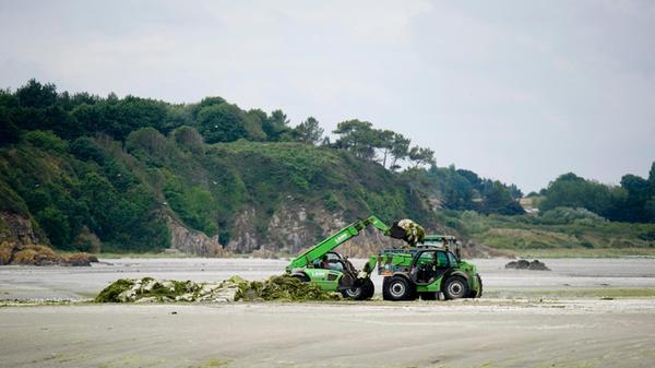 Grünalgen in Frankreich