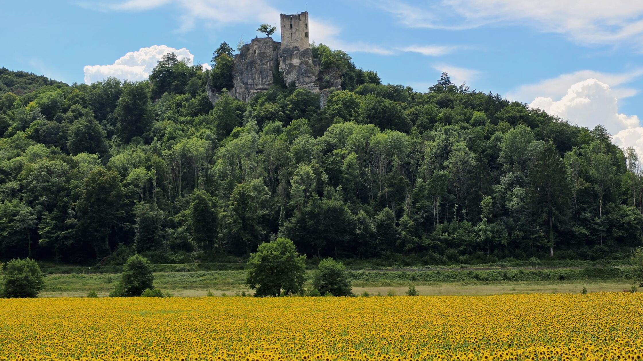Juli 2025 - Sommerliche Leserfotos aus Stadt und Landkreis Forchheim