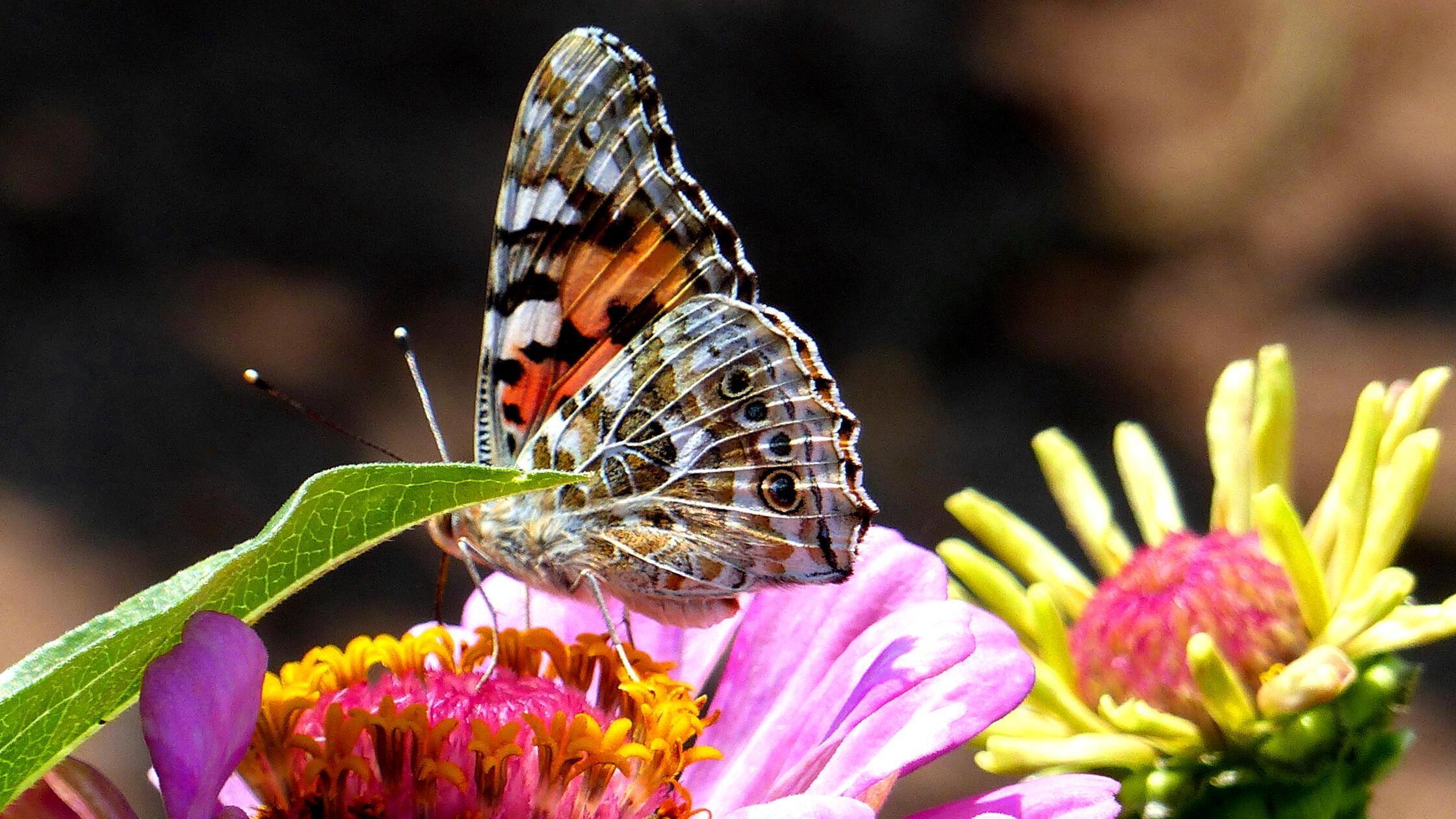 Bildergalerie: Die sch&ouml;nsten Leserfotos im Juli 2025