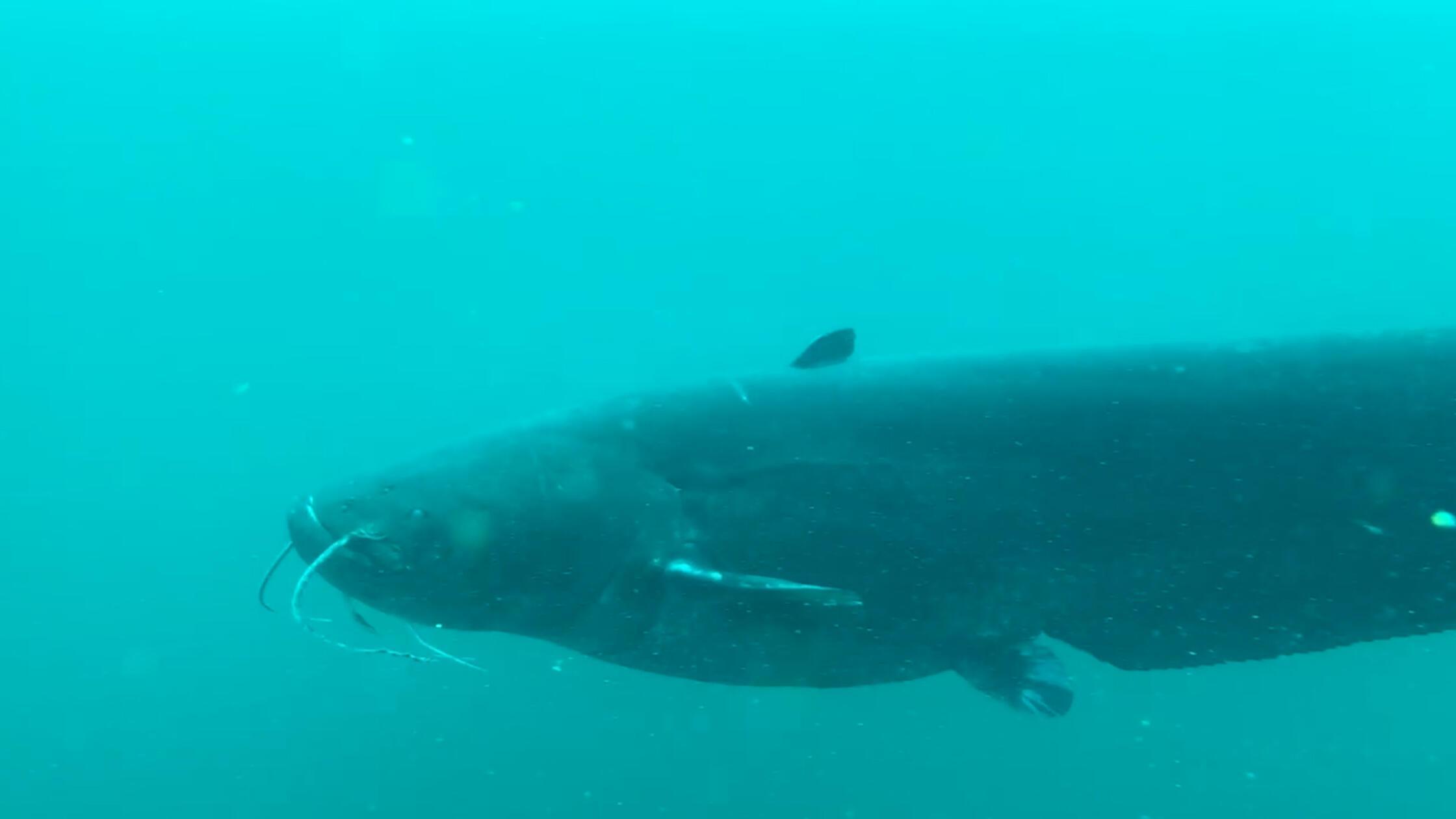 Riesenwels am Brombachsee: Panik und Aufregung nac