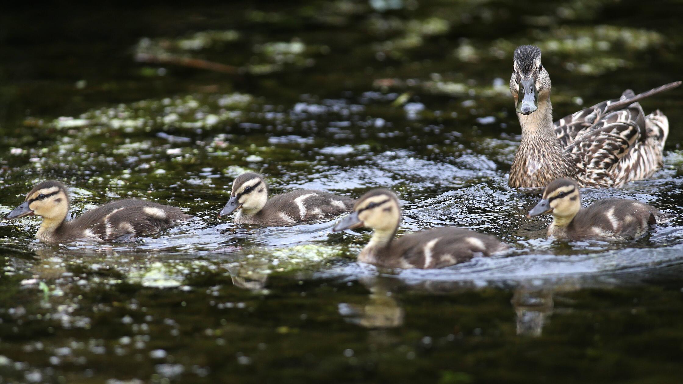 Entenfamilie im Wasser 22 06 2018 Berlin GER Stock