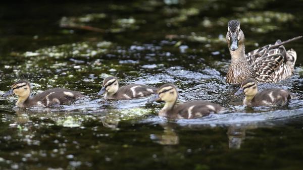 Entenfamilie im Wasser 22 06 2018 Berlin GER Stock