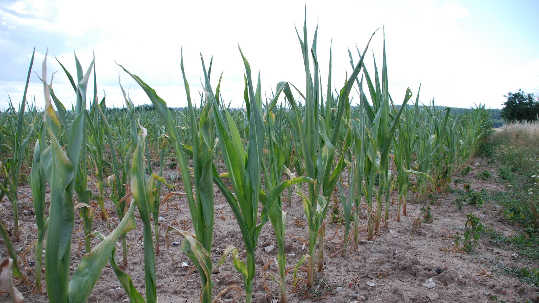 Schwieriges Erntejahr und steigende Preise f&uuml;r Verbraucher: Daf&uuml;r gibt es einen Grund