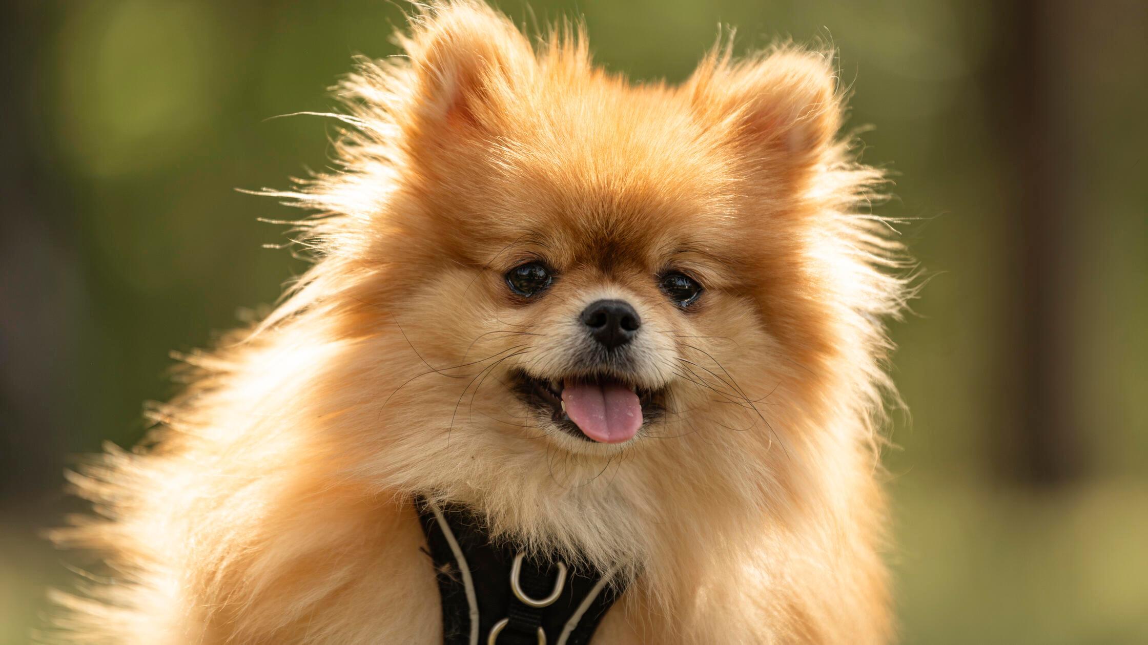 06_19-Tierheim_Chiara-Calow_Hunde-02 Pina