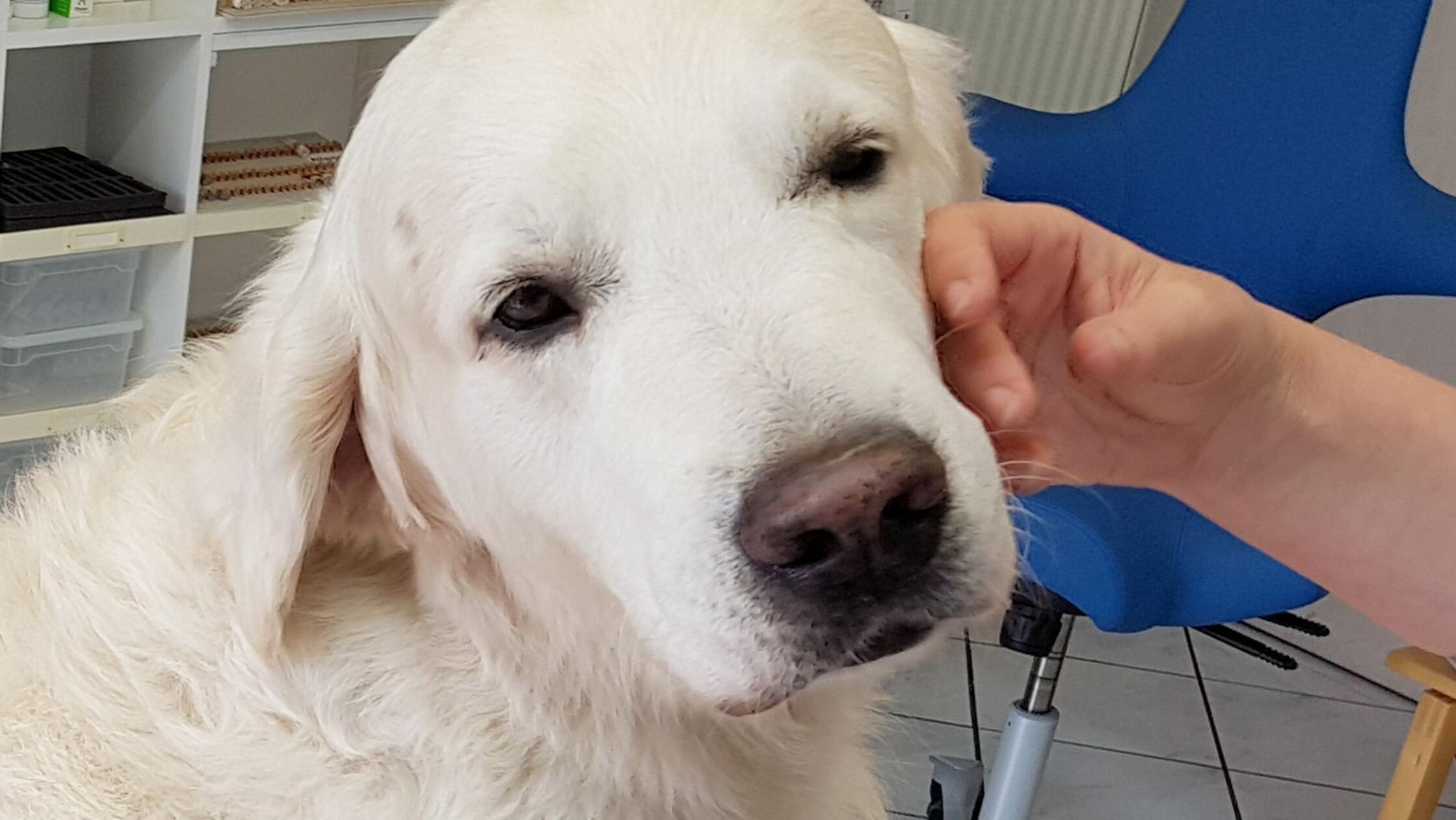 Trainierte Hunde können Parkinson erschnüffeln