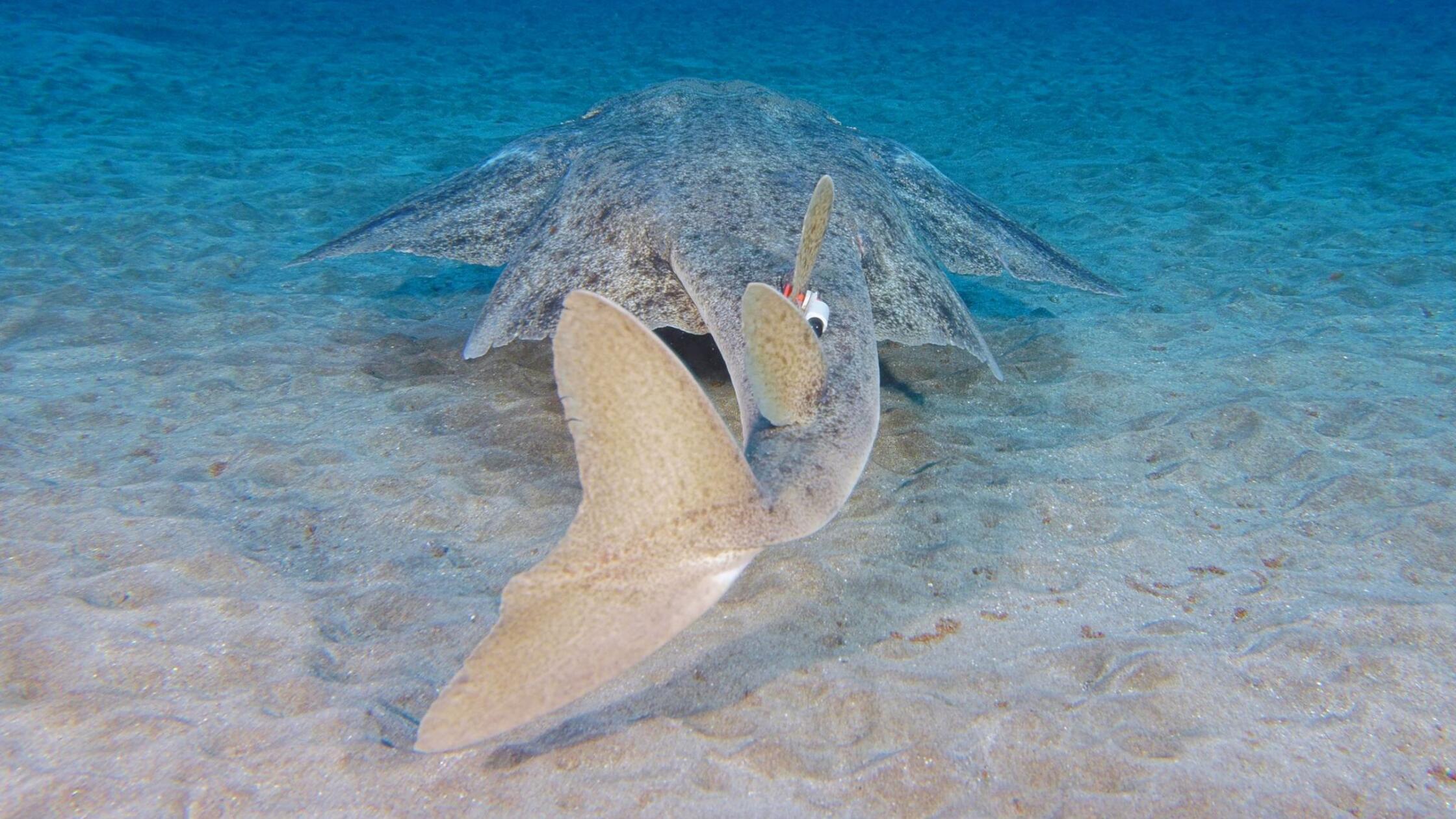 Zu heiß zum Paaren: Klimawandel gefährdet Engelhaie