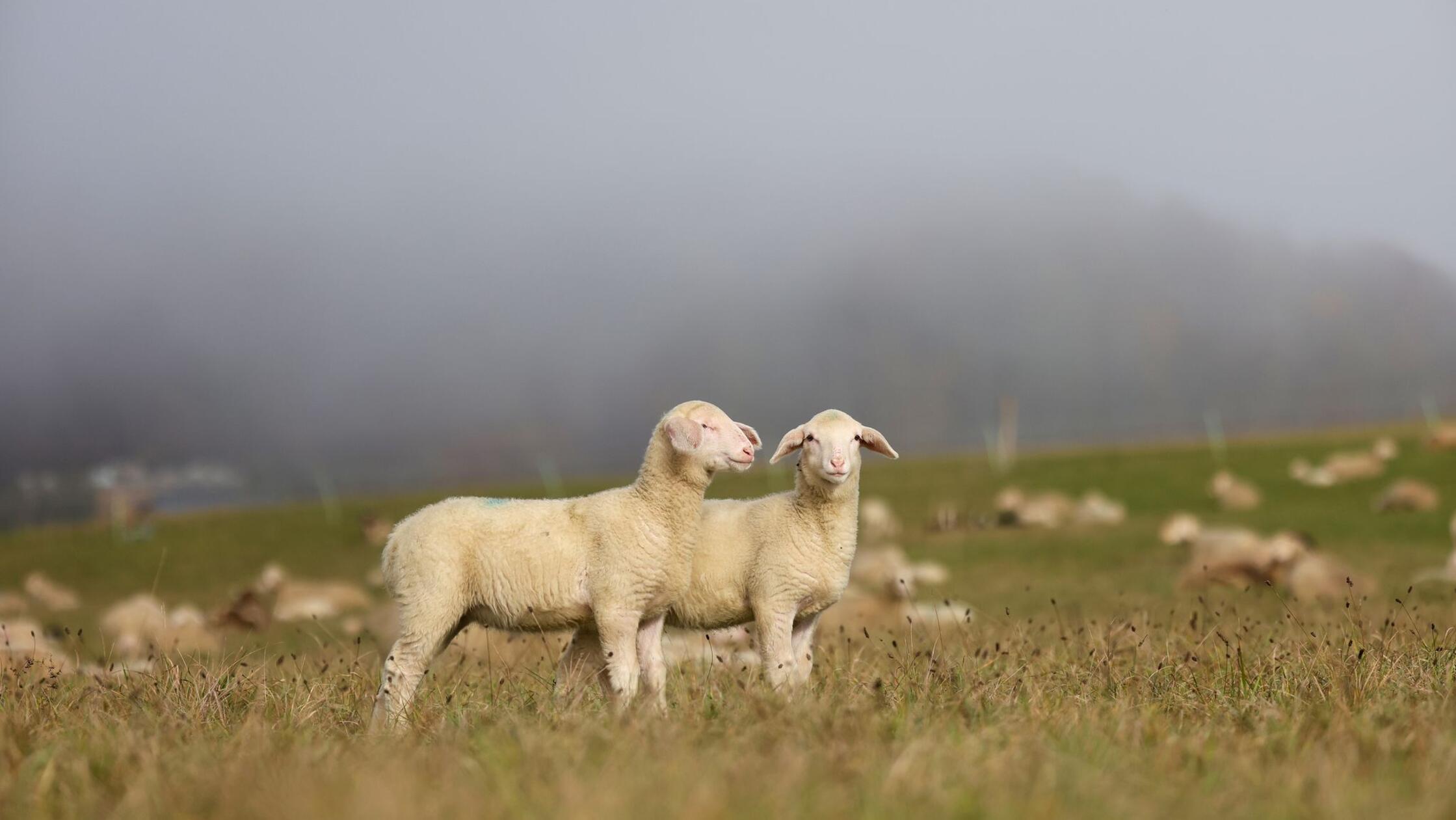 Unbekannte füttern Schafe in Bayern mit verschimmeltem Brot - zahlreiche Tiere sterben