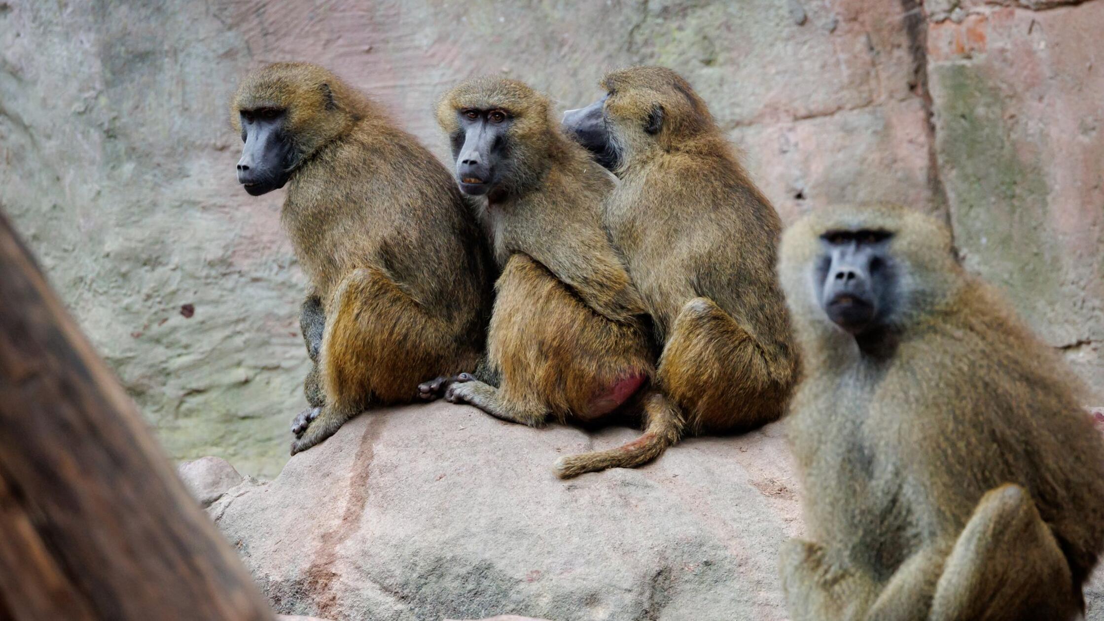 Geplante Affen-Tötungen: Tierschützer ketten sich im Zoo an