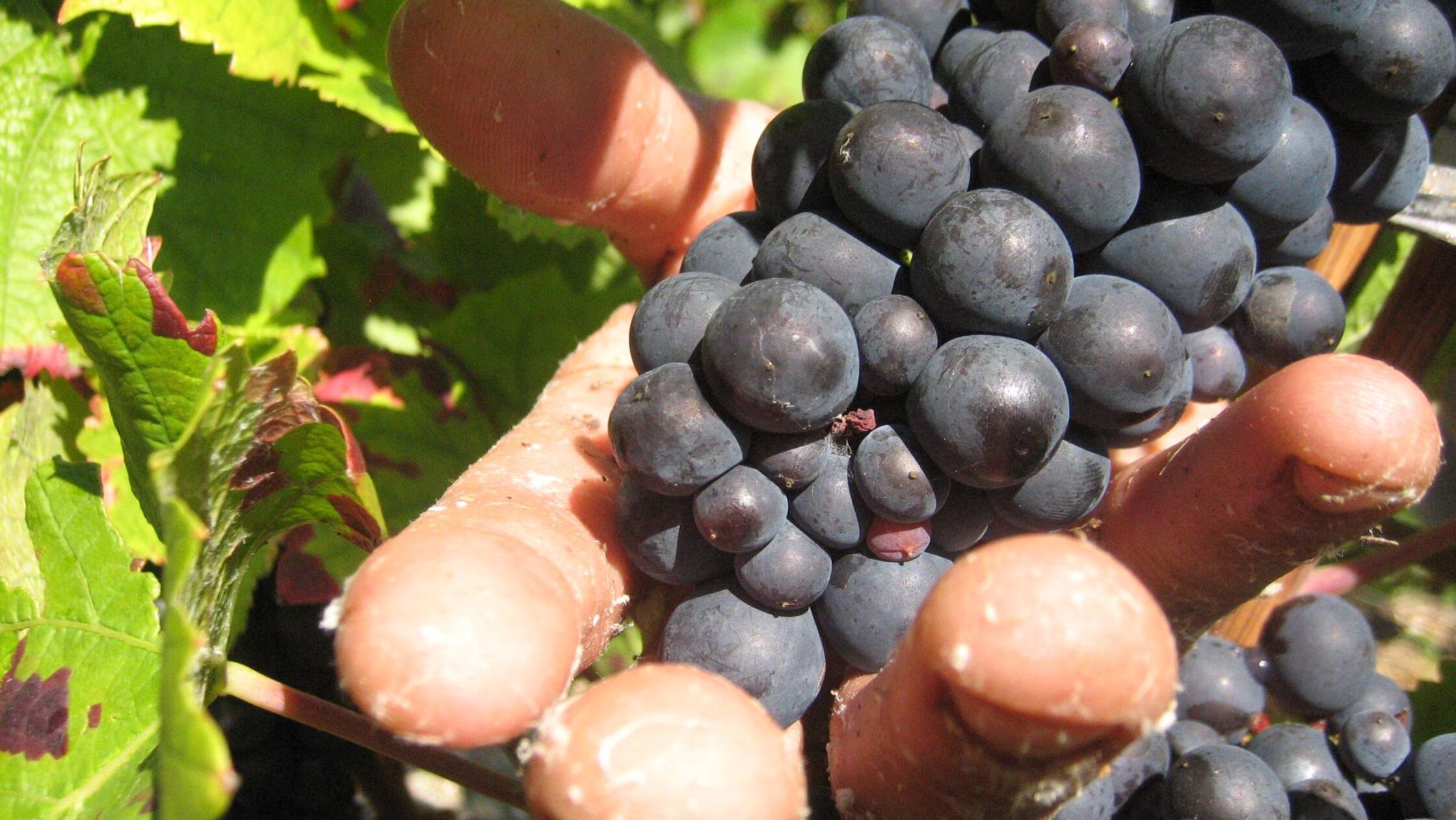 Haft für „Weinlese der Schande“ - Erntehelfer ausgebeutet