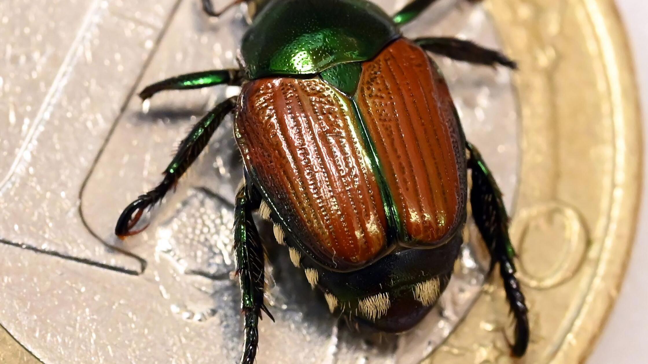 Erneut Japankäfer in Bayern gefunden