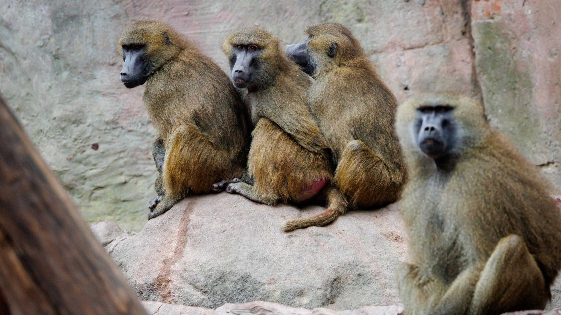 Tötung von Affen? Aktivisten ketten sich erneut am Zoo fest