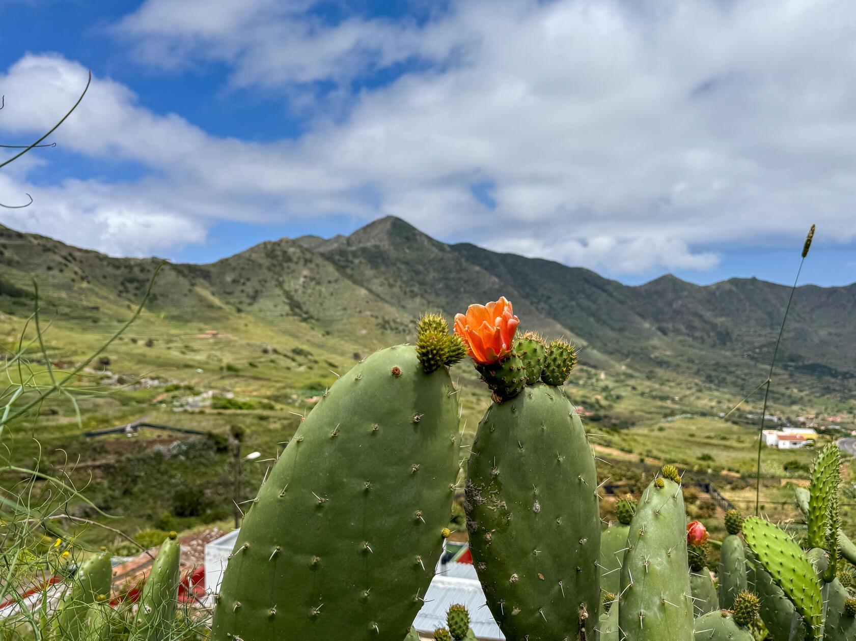 Eines der vielen Gesichter Teneriffas: Bergige Steppenlandschaft.