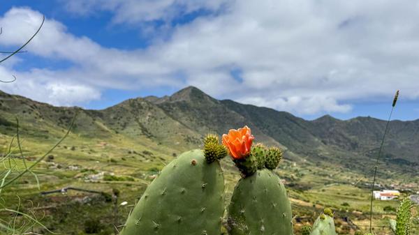 Eines der vielen Gesichter Teneriffas: Bergige Steppenlandschaft.