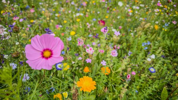News Bilder des Tages Wildblumenwiese ** NUR F?R R