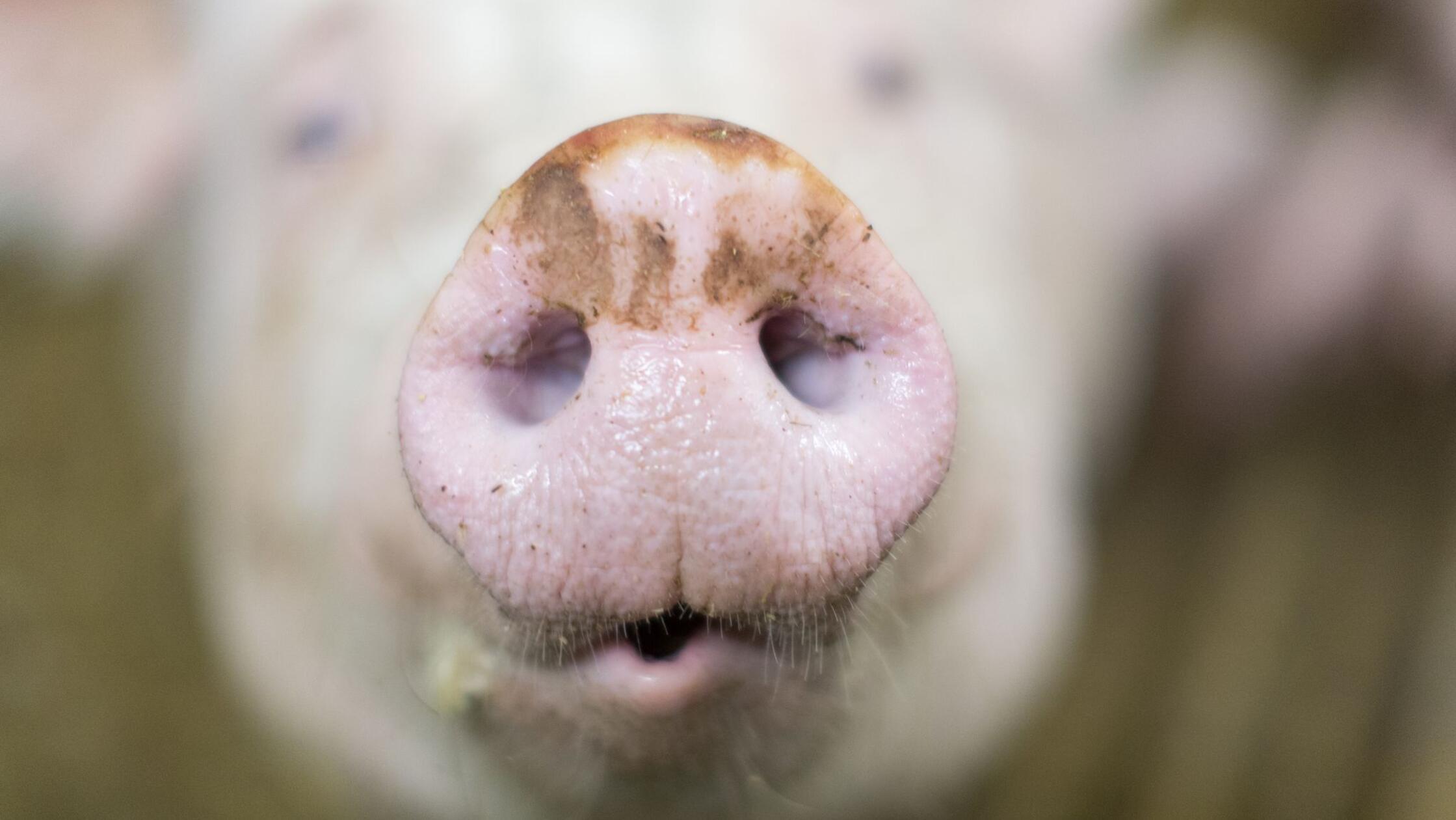 Šokantni posnetki iz prašičje farme v Allgäuu razburili javnost in sprožili preiskavo